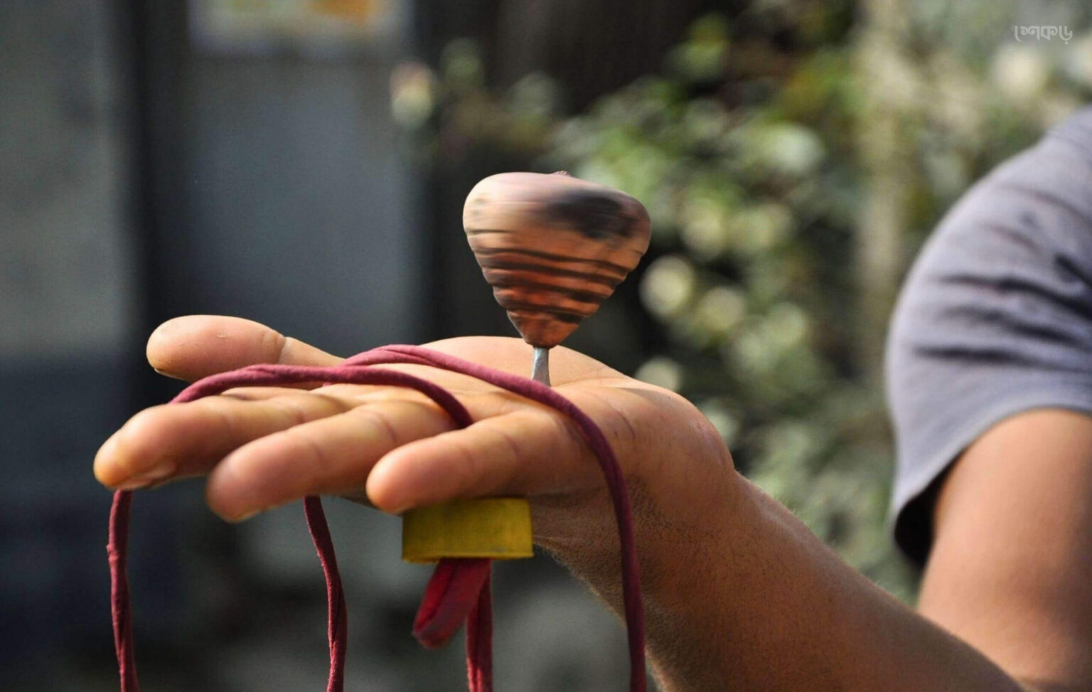 লাটিম - শেকড়