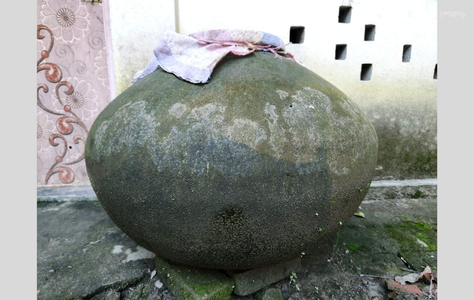 মটকা - শেকড়