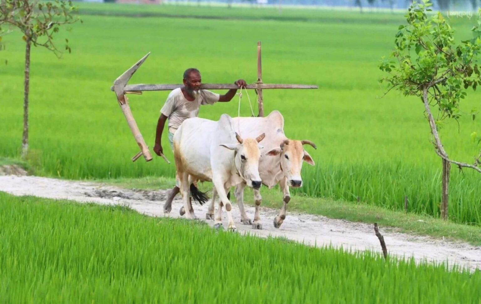 হাল বা লাঙল - শেকড়