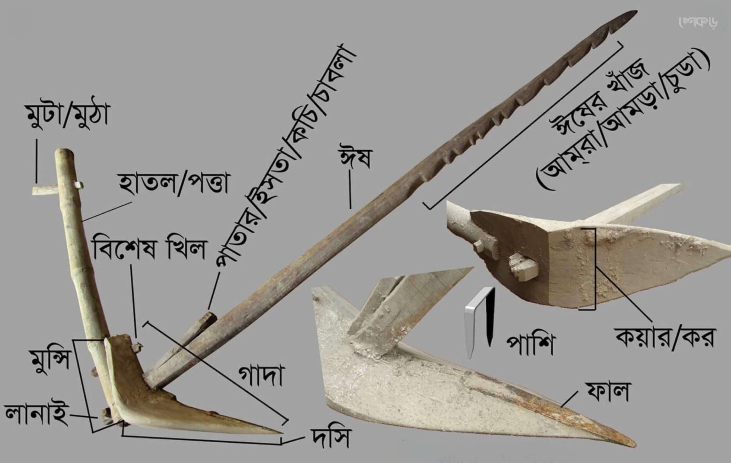 হাল বা লাঙল - শেকড়